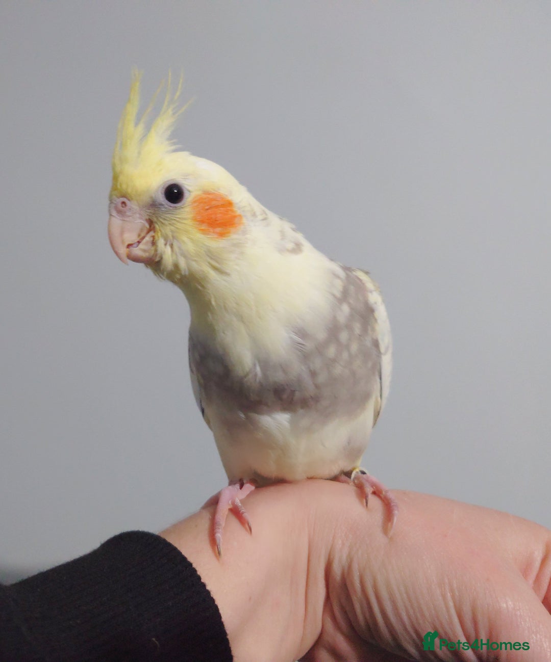 Cockatiels birds for sale: Hand reared silly tame DNA sexed baby cockatiels  - Image 23