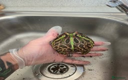 Frog reptiles for sale: Pacman Frog - Image 2