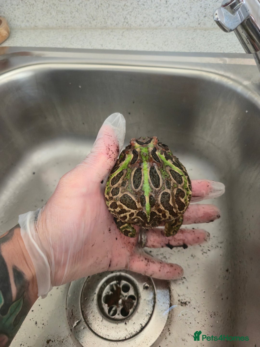 Frog reptiles for sale: Pacman Frog - Image 2