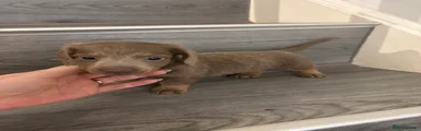 Miniature Dachshund 4