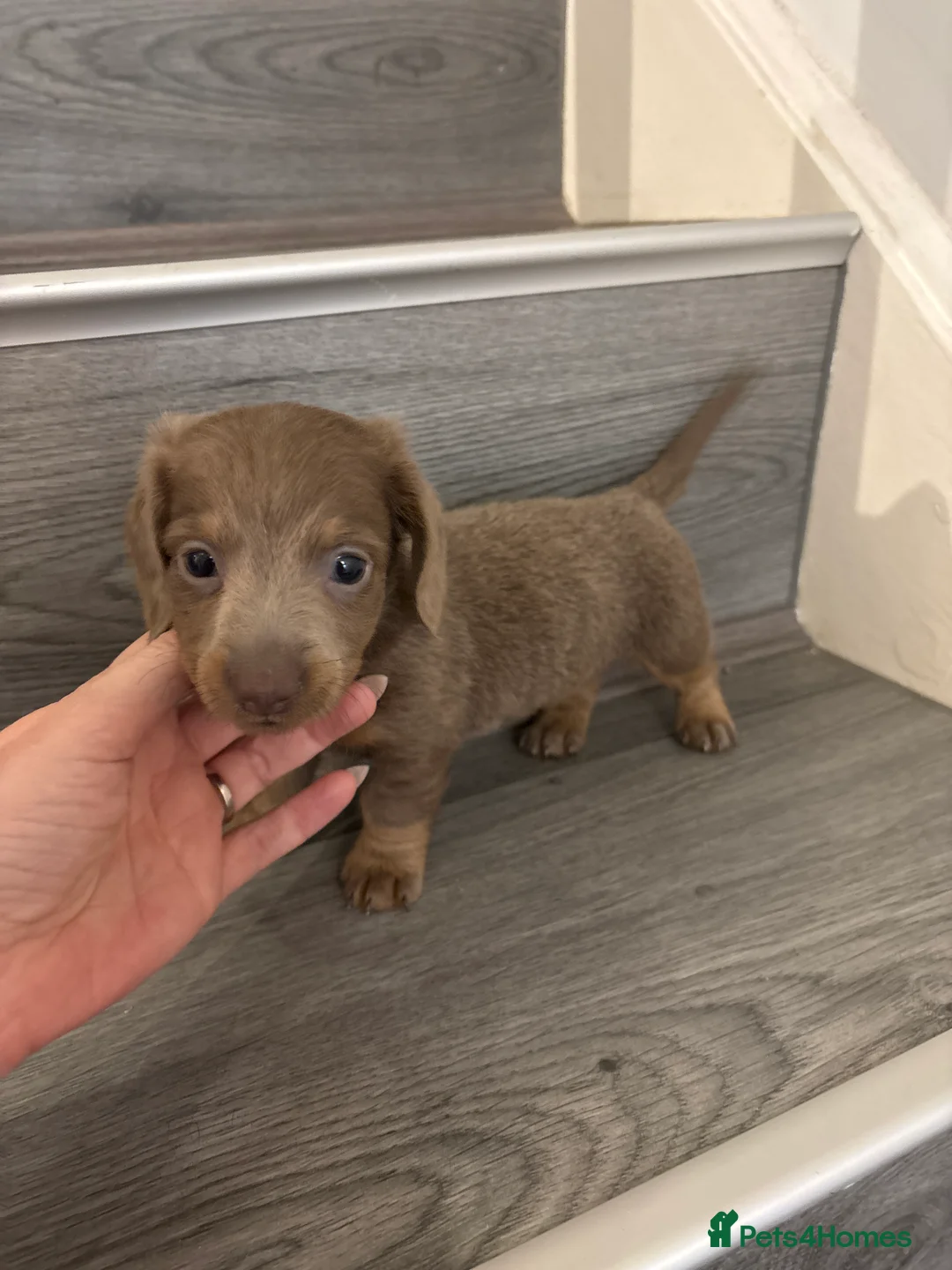 Miniature Dachshund dogs for sale: Long haired and smooth haired puppies  - Advert 2