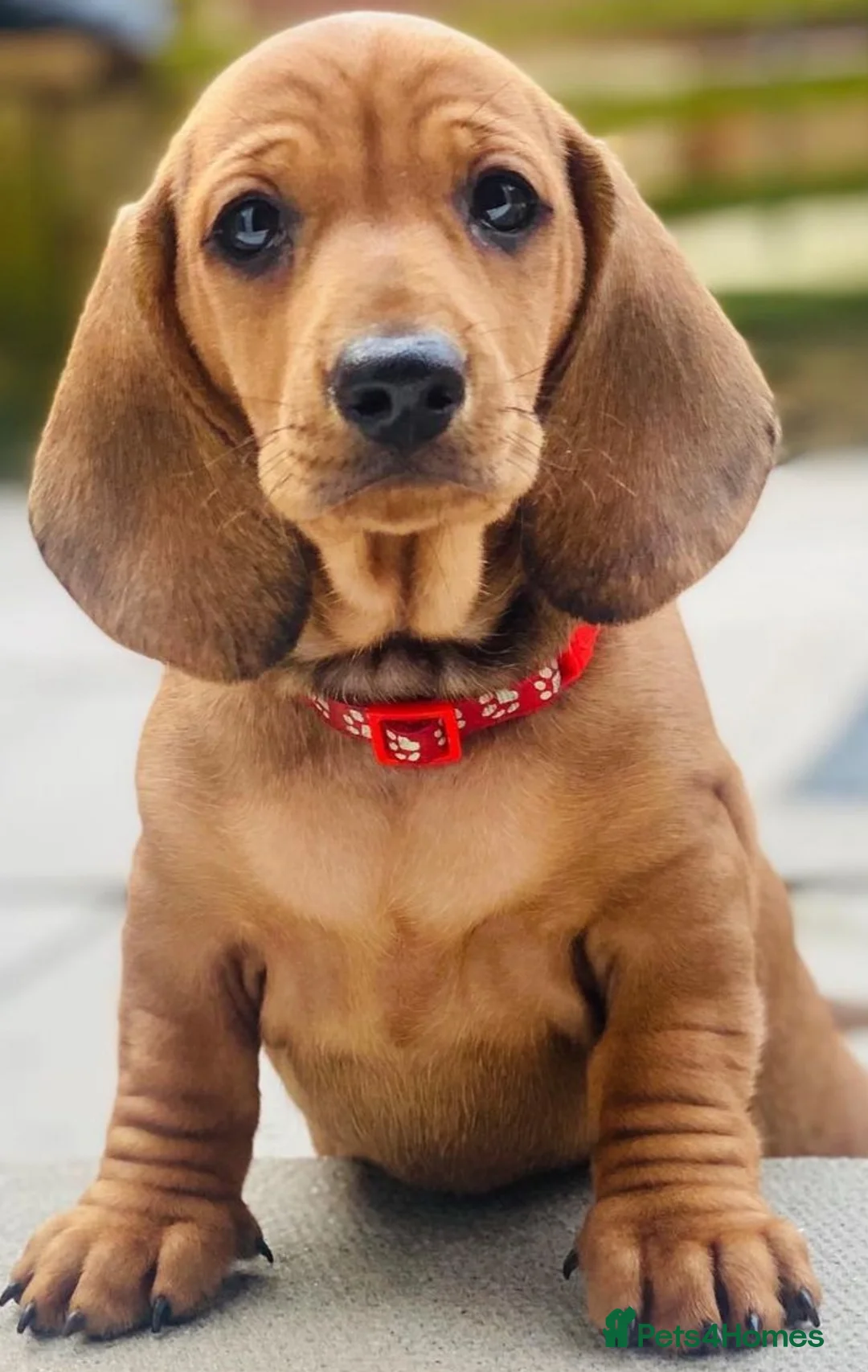 Dachshund dogs for stud: Kc registered standard smooth  in Newton Abbot - Advert 10