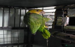 Parrots birds for sale: Proven Pair Double yellow headed Amzon (Amazon) - Image 3