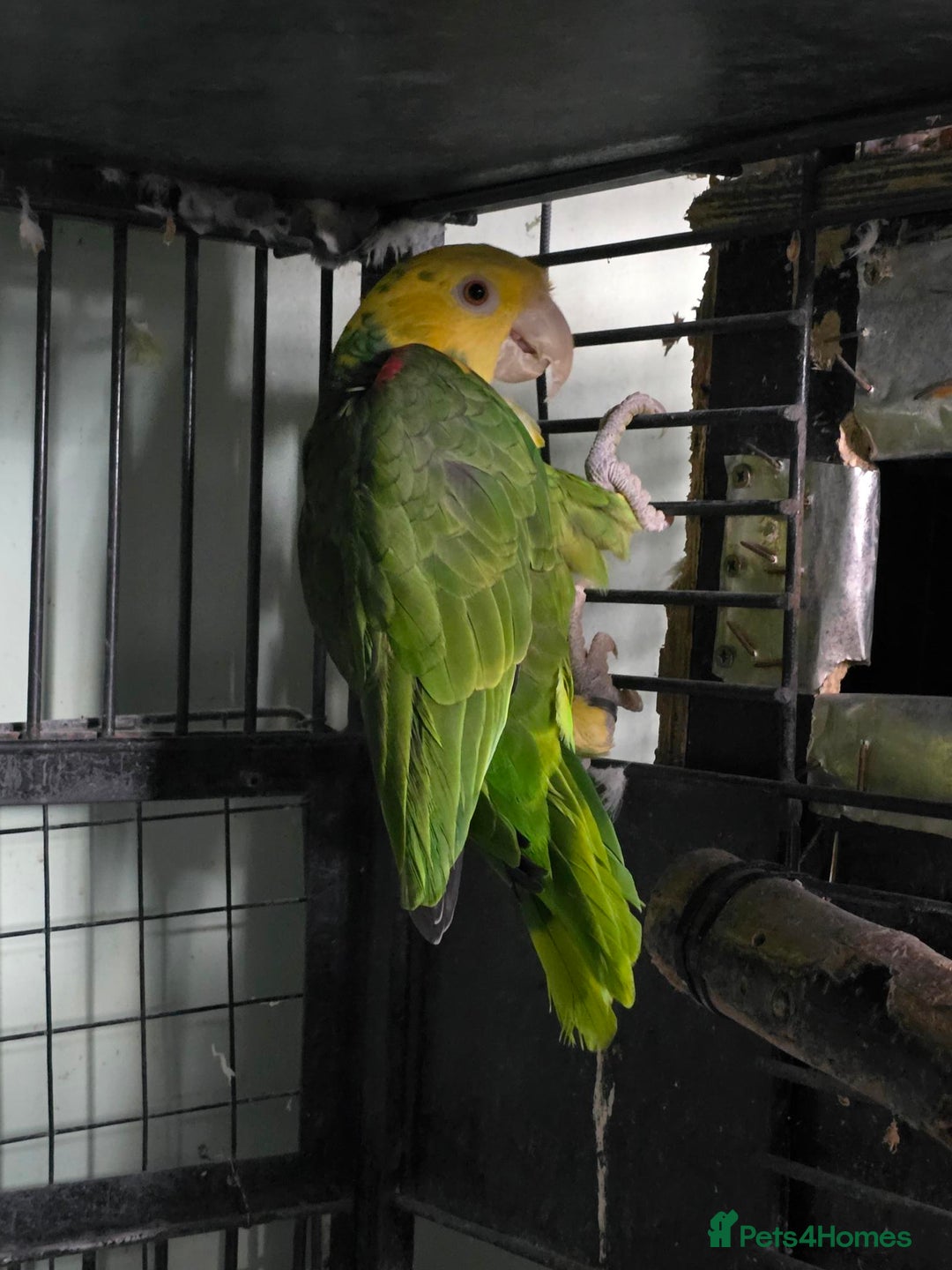 Parrots birds for sale: Proven Pair Double yellow headed Amzon (Amazon) - Image 3