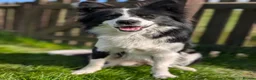 Mixed Breed dogs for sale: White Swiss Shepherd x Border Collie x Husky Pups - Advert 2