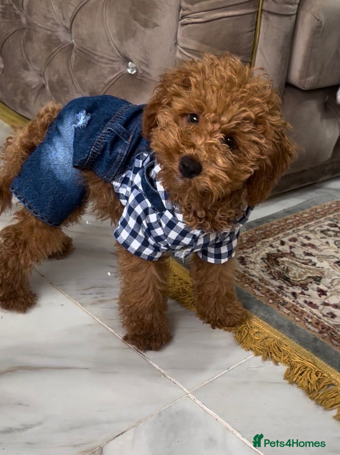 Cavapoo dogs Boy miniature poodle🩵🩵🩵 - Advert 15