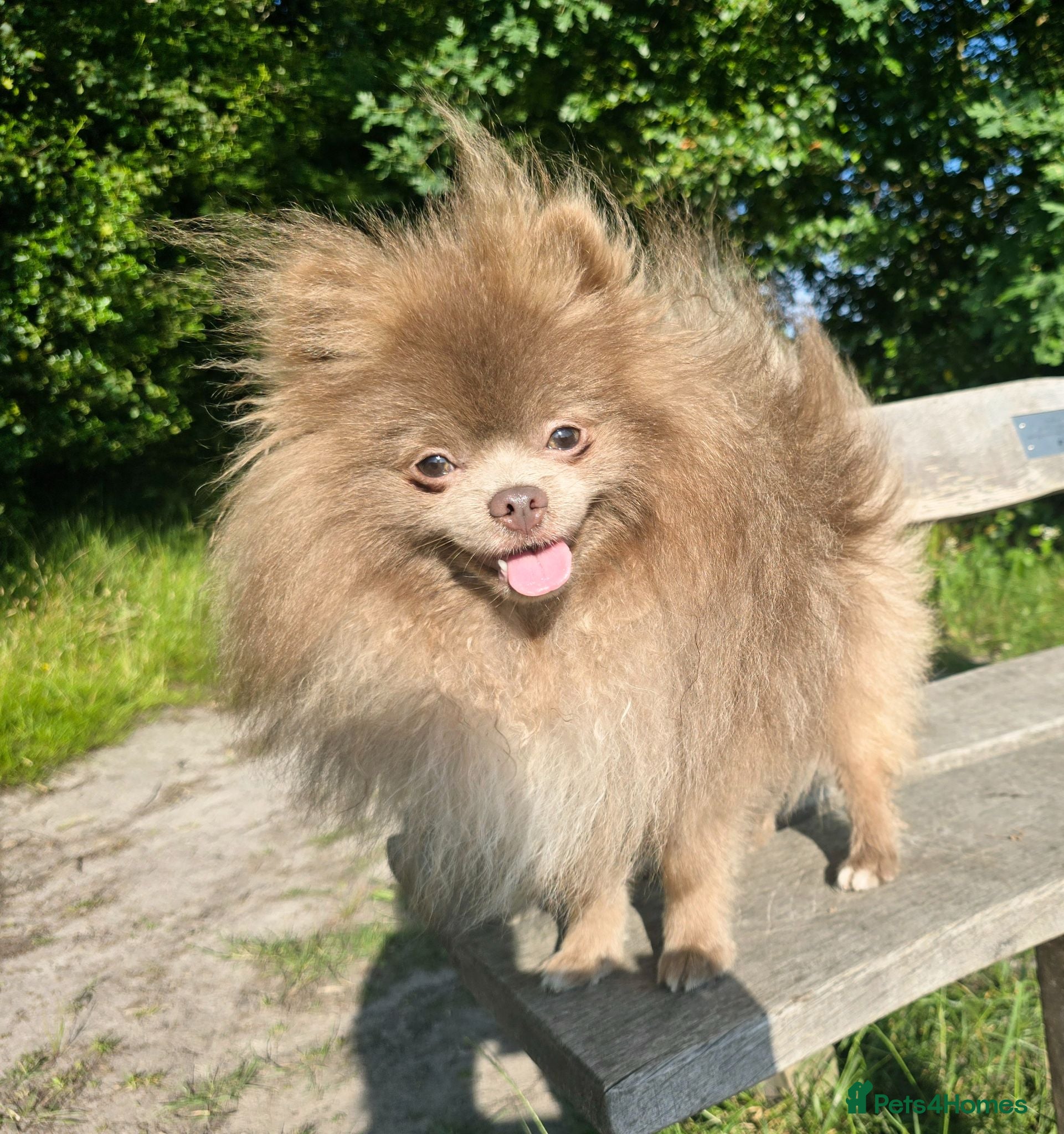 Pomeranian dogs Royal Kennel Club registered lavender lilac male - Advert 2