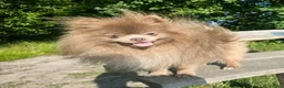 Pomeranian dogs for sale: Royal Kennel Club registered lavender lilac male in Maidstone - Advert 1
