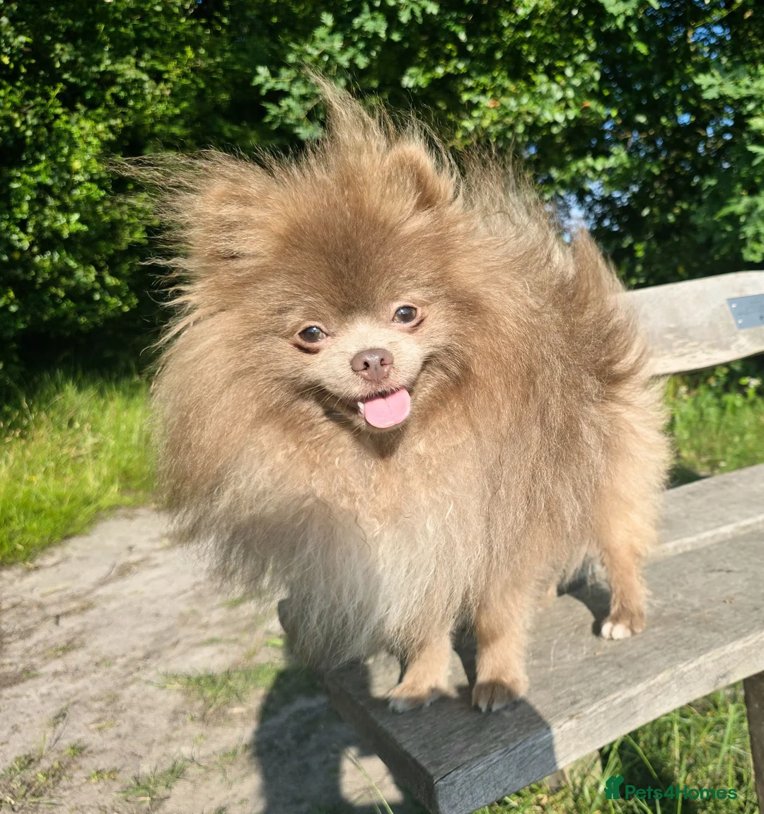Pomeranian dogs for sale: Royal Kennel Club registered lavender lilac male in Maidstone - Advert 1