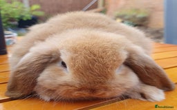 Mini Lop rabbits for sale: Friendly baby rabbits available to loving homes - Image 12