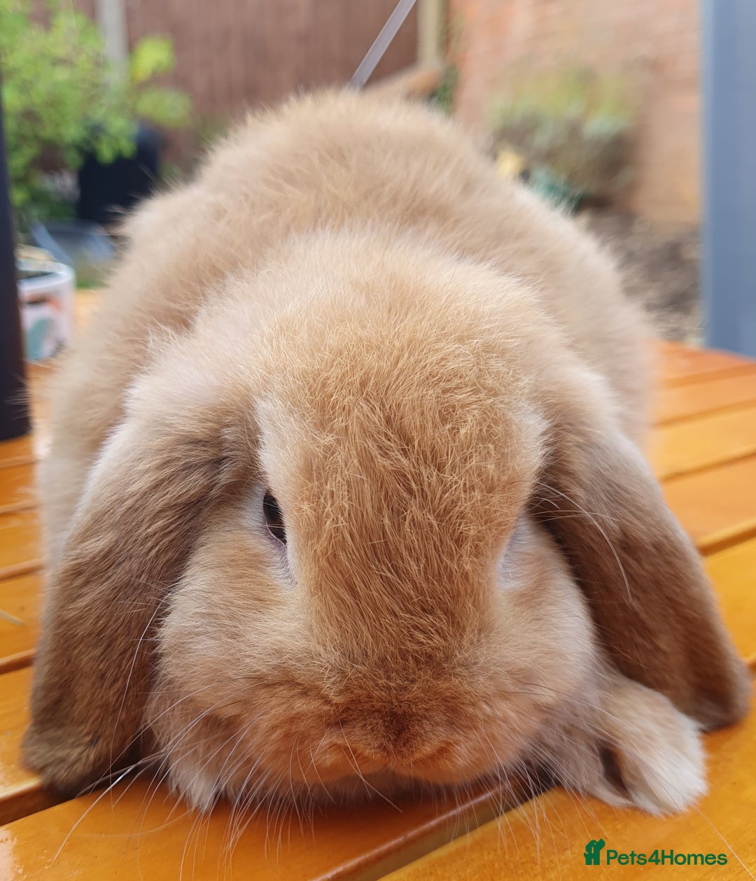 Mini Lop rabbits for sale: Friendly baby rabbits available to loving homes - Image 12