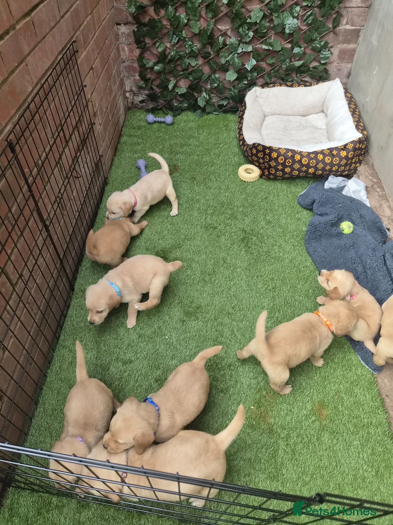 Goldador dogs Gorgeous F1 Goldador puppies from excellent lines - Advert 2