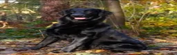 Flat coated Retriever dogs for sale: Flat Coated Retrievers in Insch - Advert 3