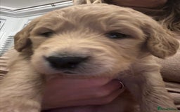 Double Doodle dogs for sale: 10 beautiful double doodles born on 24/08/2025 - Image 20