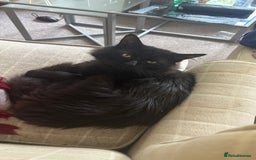 Norwegian Forest Cat cats for sale: Four Year old Norwegian Forest Cat For Sale - Image 8