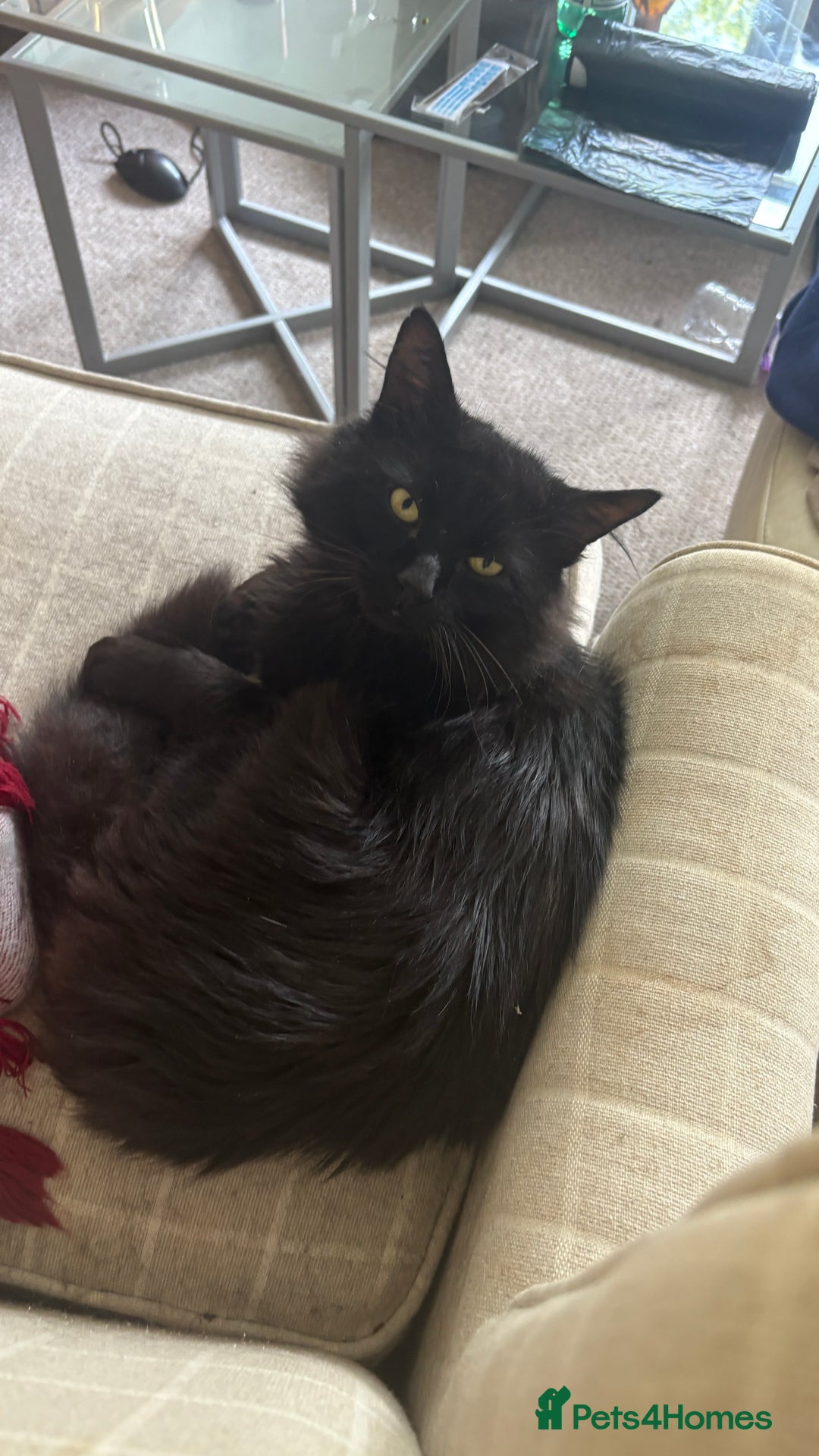 Norwegian Forest Cat cats for sale: Four Year old Norwegian Forest Cat For Sale - Image 8