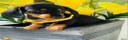 Miniature Dachshund dogs for sale: STUNNING Miniature Dachshund Puppies!!! - Advert 11