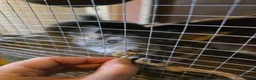 Chinchilla rodents for sale: Cutest baby chinchillas!  - Advert 4