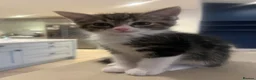 Ragcoon cats for sale: 🐾 Beautiful Maine Coon x Ragdoll kittens  - Advert 14