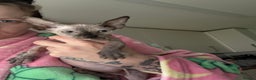 Sphynx cats for sale: Female bambino Sphynx  - Advert 5