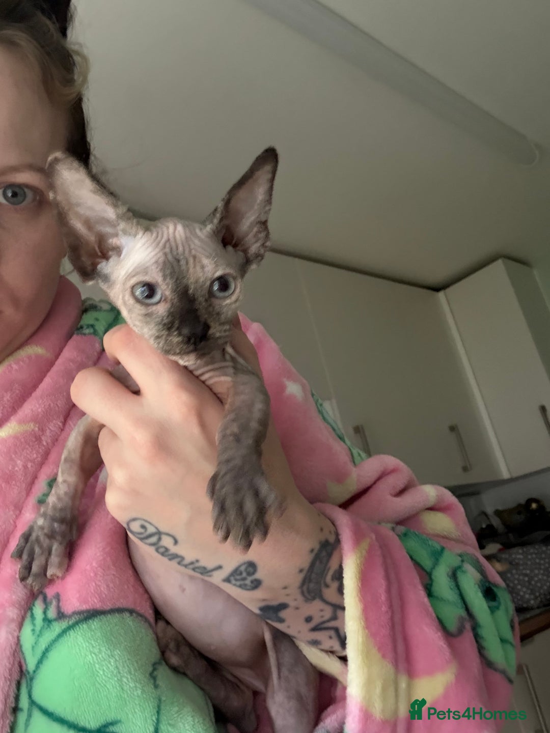 Sphynx cats for sale: Female bambino Sphynx  - Advert 5