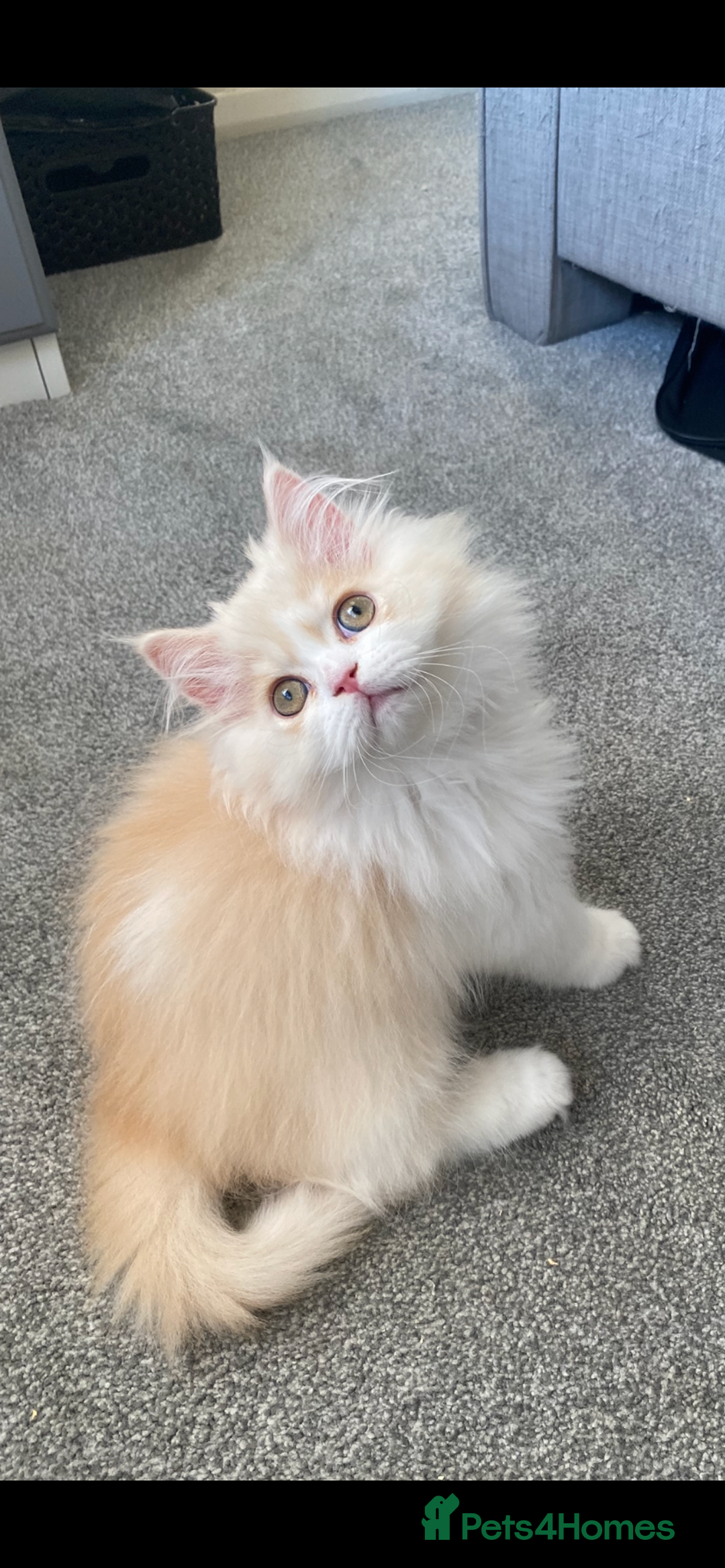 British Longhair cats for sale:  😻 BEAUTIFUL BLH 😻 2 boys READY TO LEAVE  in Milton Keynes - Image 5