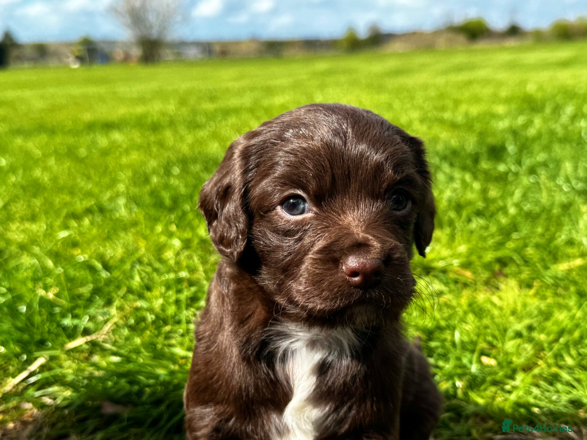 Mixed Breed dogs Chihuahua x Cocker Spaniel puppies cockerhuahua - Advert 3
