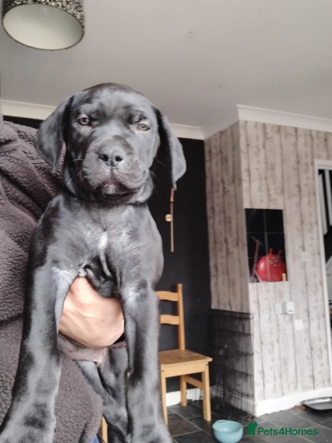 Mixed Breed dogs for sale: 2 girls ready to leave  - Advert 2