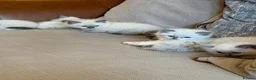 Ragdoll cats for sale: Beautiful Ragdoll💙3 Blue Bi-Colour & 2 Blue Point - Advert 11