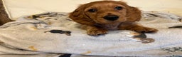 Miniature Dachshund dogs for sale: Gorgeous Miniature Long Haired Dachshund Boys - Advert 7