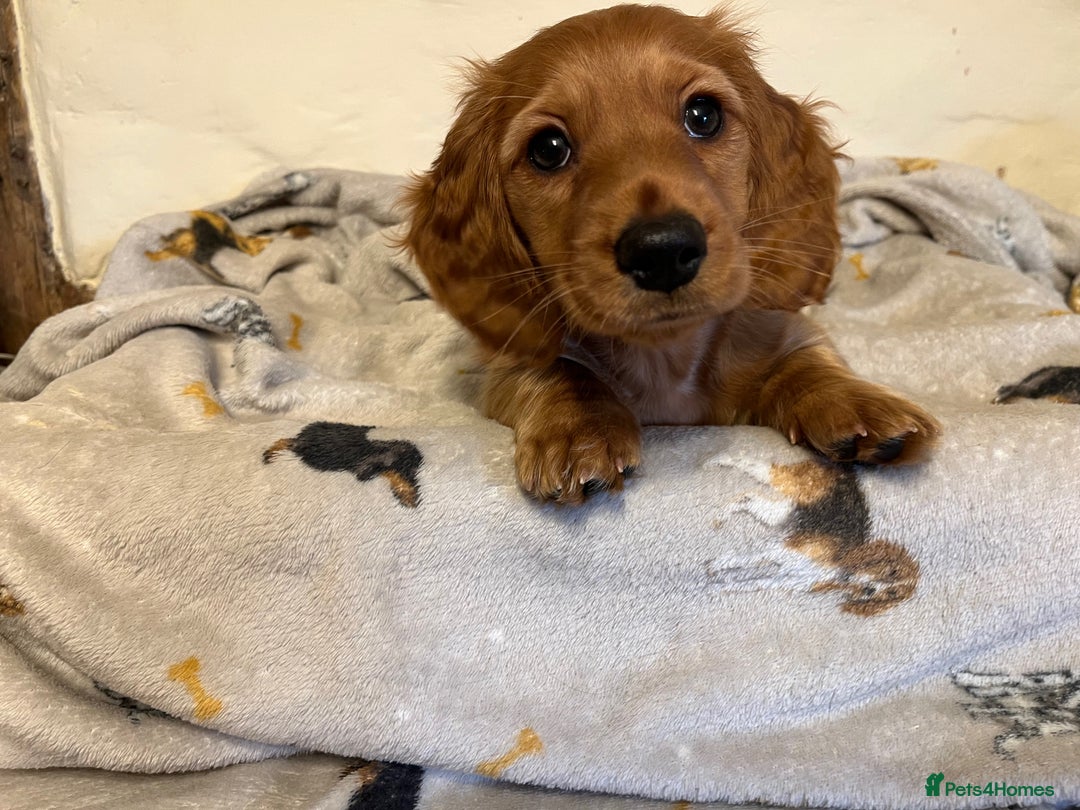Miniature Dachshund dogs for sale: Gorgeous Miniature Long Haired Dachshund Boys - Advert 7
