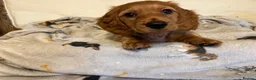 Miniature Dachshund dogs for sale: KC Registered Mini Long Haired Dachshund Pups - Advert 7