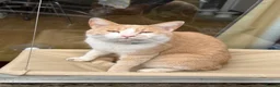 Mixed Breed cats for sale: 3yr old Ginger & White M in need of a loving home in Chatteris - Advert 3