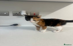 British Shorthair cats for sale: British short hair cross 2 female kittens - Image 4