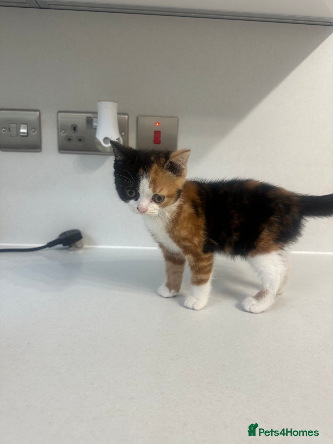 British Shorthair cats for sale: British short hair cross 2 female kittens - Image 4
