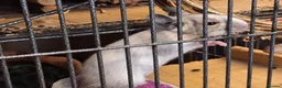 Degus rodents for sale: Bonded Trio Young Degu brothers  - Advert 6