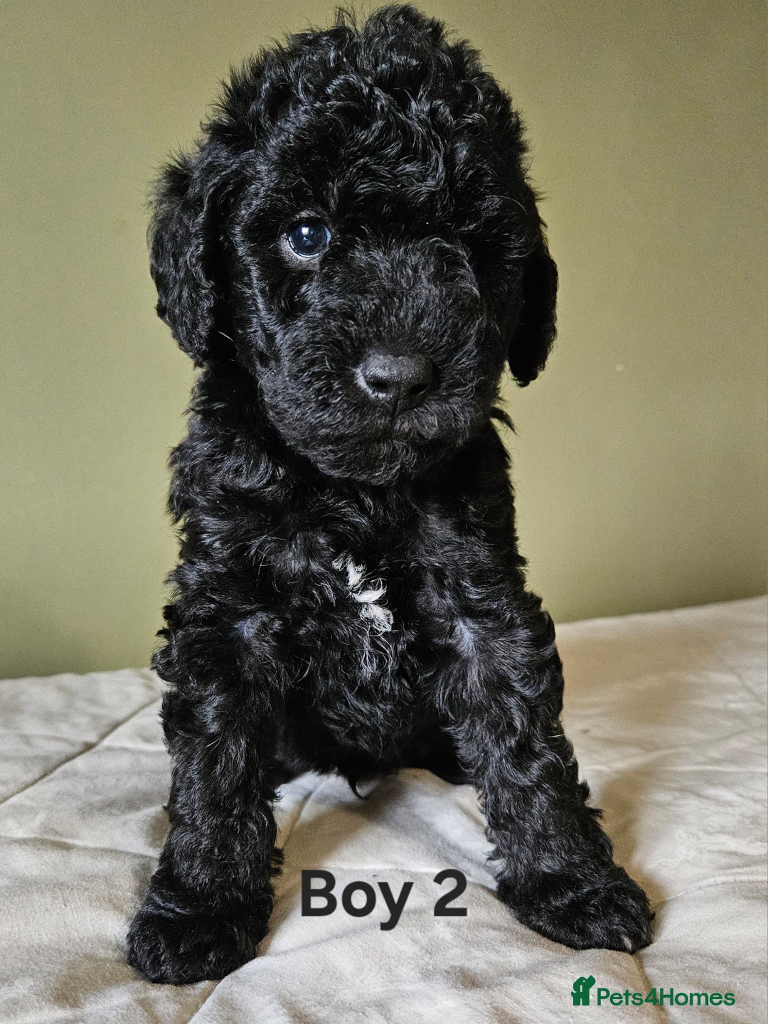 Bedlington Terrier dogs for sale: Bedlington Terrier x Minature Poodle - Image 3