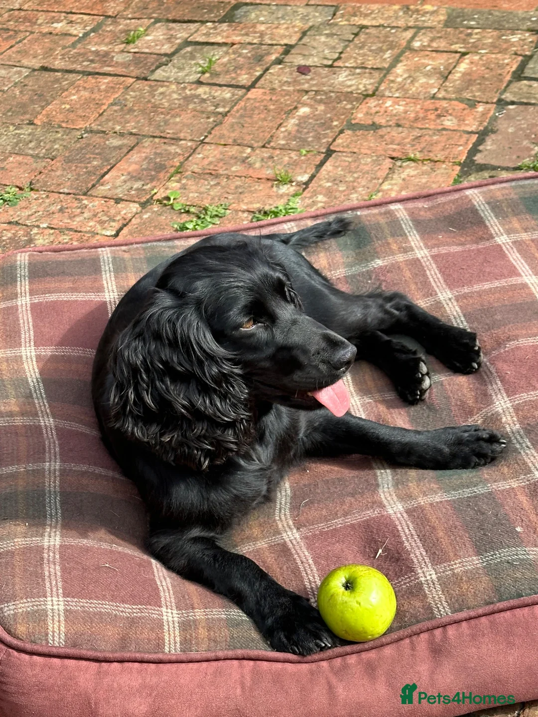 Cocker Spaniel dogs for sale: 1 Working Cocker Spaniel Puppy available  in Ashford - Advert 7