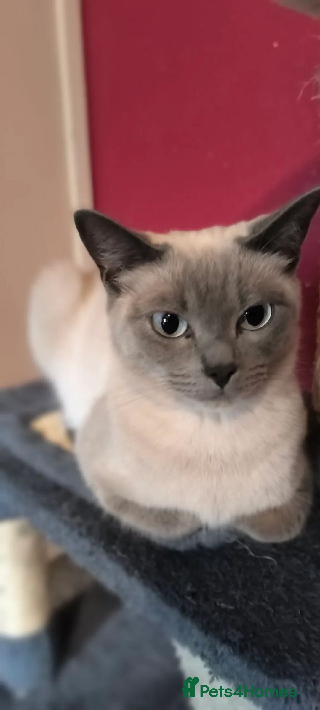 Ragdoll cats for sale: Beautiful girl - Advert 1