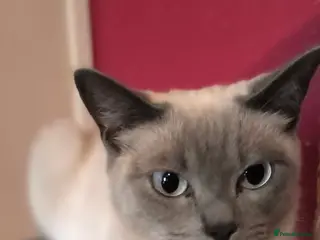 Ragdoll cats for sale: Beautiful girl - Advert 3