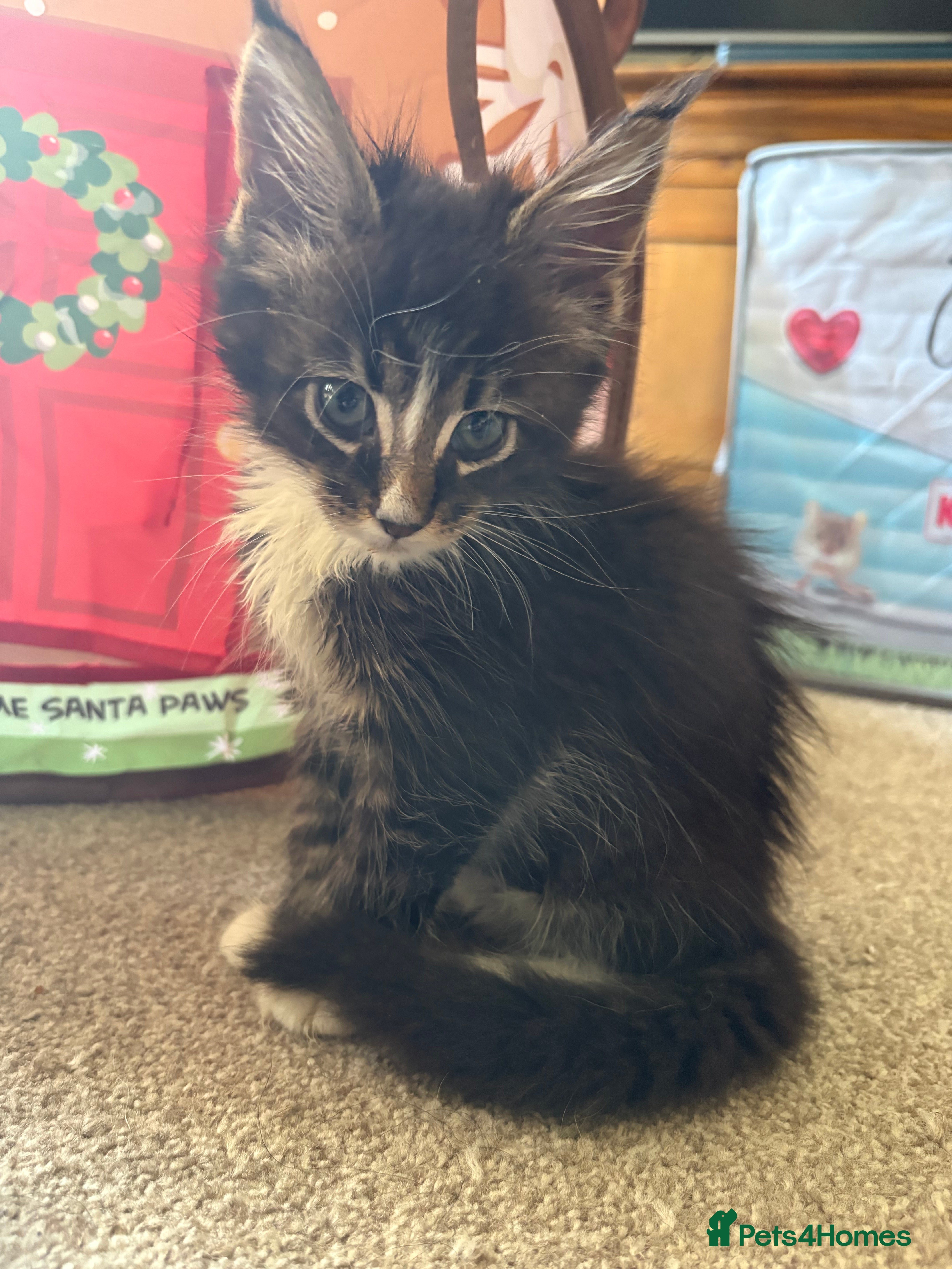 Maine Coon cats Beautiful Pedigree Maine Coon Kittens  - Advert 2