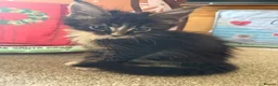 Maine Coon cats for sale: Beautiful Pedigree Maine Coon Kittens  - Advert 2
