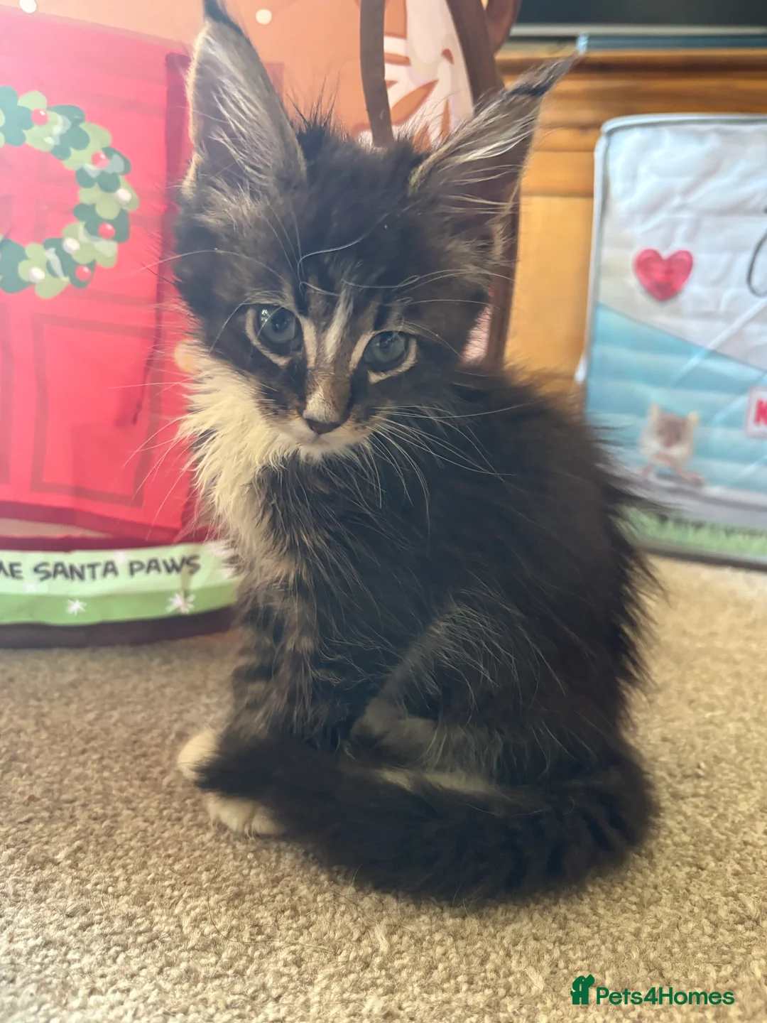 Maine Coon cats for sale: Beautiful Pedigree Maine Coon Kittens  - Advert 2