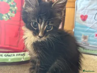 Maine Coon cats Beautiful Pedigree Maine Coon Kittens - Advert 1