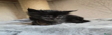 Maleficent