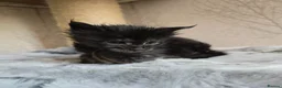 Maine Coon cats for sale: Hand Reared Black Smoke Maine Coon Kittens - Advert 38