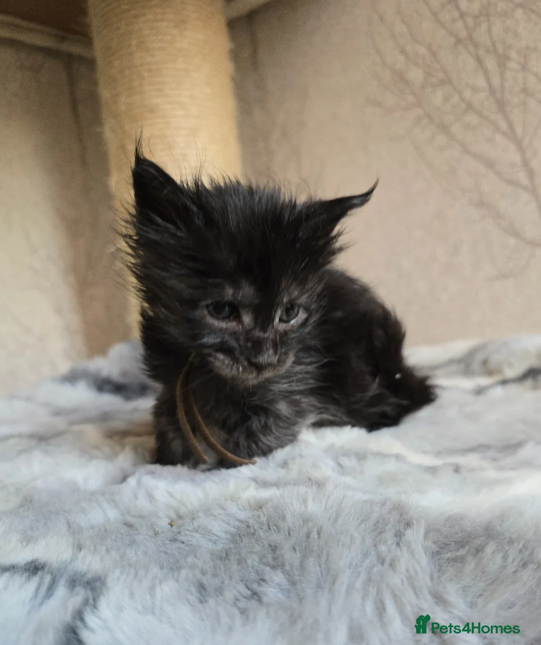 Maine Coon cats for sale: READY NOW Black Smoke Maine Coon Kitten - Advert 40