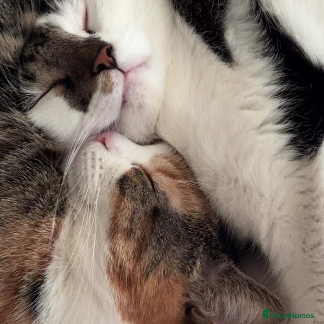 Domestic Shorthair cats for sale: Nala (5) & Kiara (1) - Advert 1