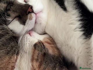 Domestic Shorthair cats Nala (5) & Kiara (1) - Advert 12