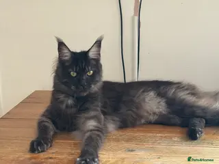 Maine Coon cats Beautiful 1 yr old Maine Coone - Advert 6